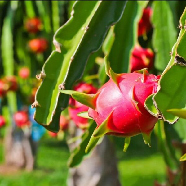 Dragon Fruit - Image 2