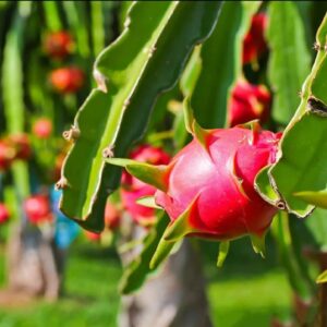 Dragon Fruit