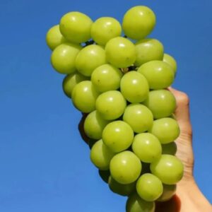 Shine Muscat