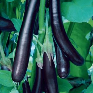Eggplant