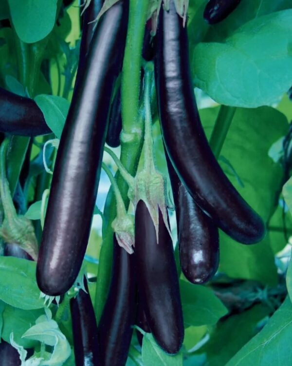 Eggplant