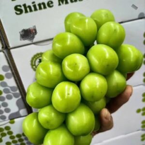 Premium Shine Muscat