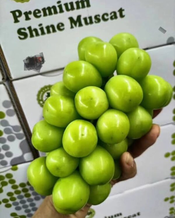 Premium Shine Muscat