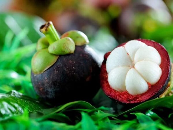 Mangosteen