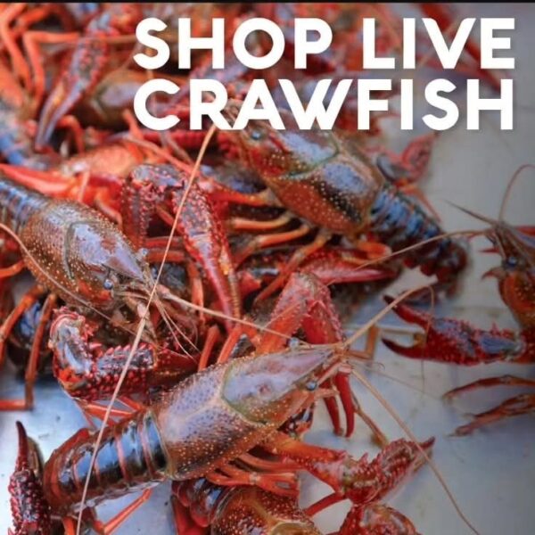 Live CrawFish